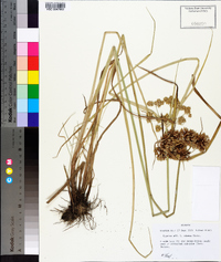 Cyperus virens image