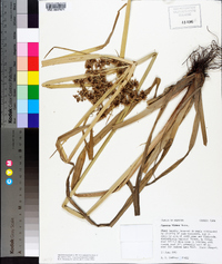 Cyperus virens image