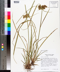 Cyperus virens image