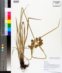 Cyperus virens image