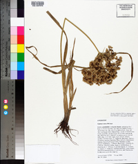 Cyperus virens image