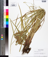 Cyperus virens image