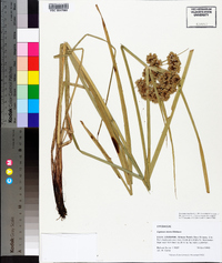 Cyperus virens image