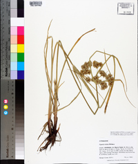 Cyperus virens image