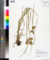 Cyperus virens image