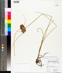 Cyperus virens image