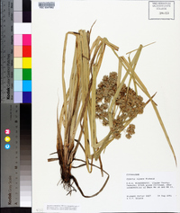 Cyperus virens image