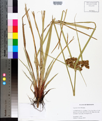 Cyperus virens image