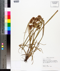 Cyperus virens image