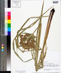 Cyperus virens image