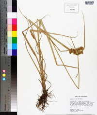 Cyperus virens image