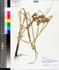 Cyperus virens image