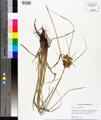 Cyperus virens image