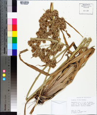 Cyperus virens image