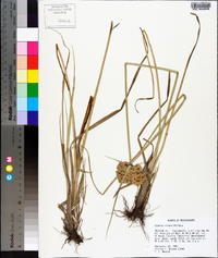 Cyperus virens image