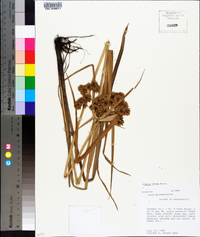 Cyperus virens image