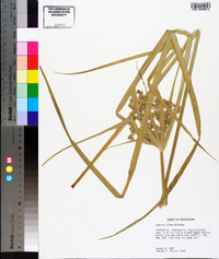 Cyperus virens image