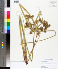 Cyperus virens image