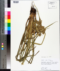 Cyperus virens image