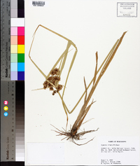 Cyperus virens image