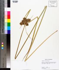 Cyperus virens image