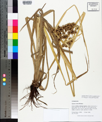 Cyperus virens image