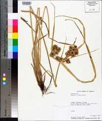 Cyperus virens image