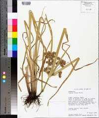 Cyperus virens image