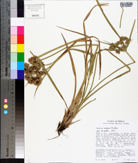 Cyperus virens image