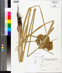 Cyperus virens image