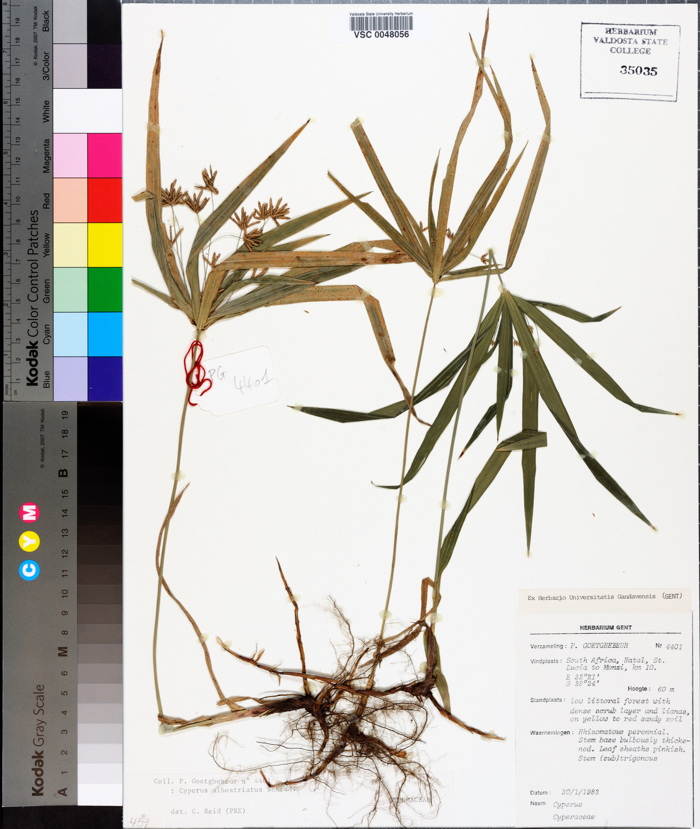 Cyperus albostriatus image