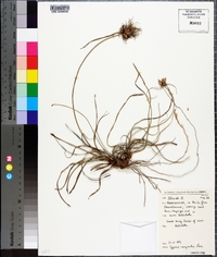 Cyperus compactus image