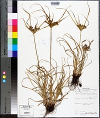 Cyperus cyperoides image