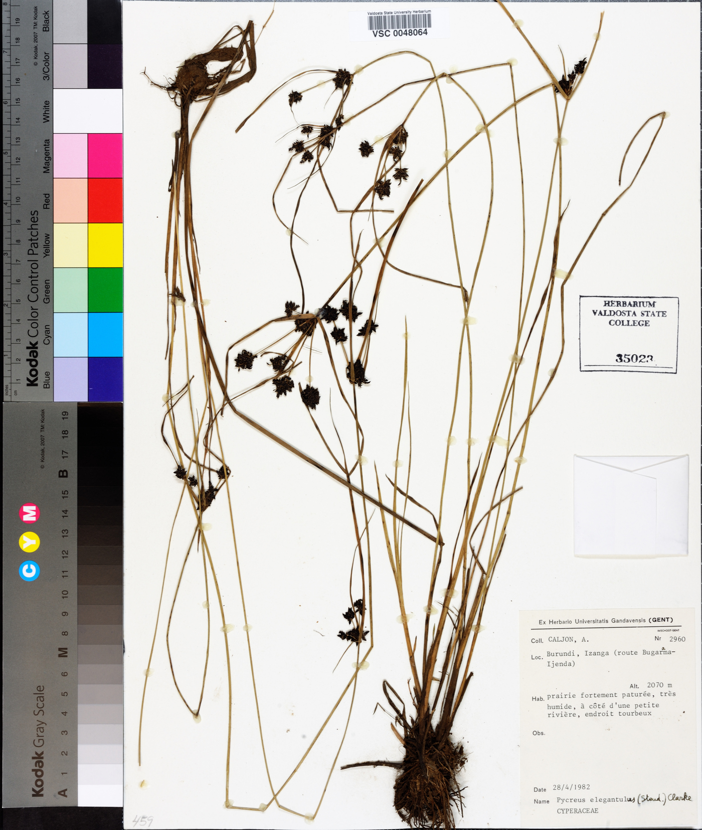 Cyperus elegantulus image