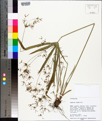 Cyperus laxus image