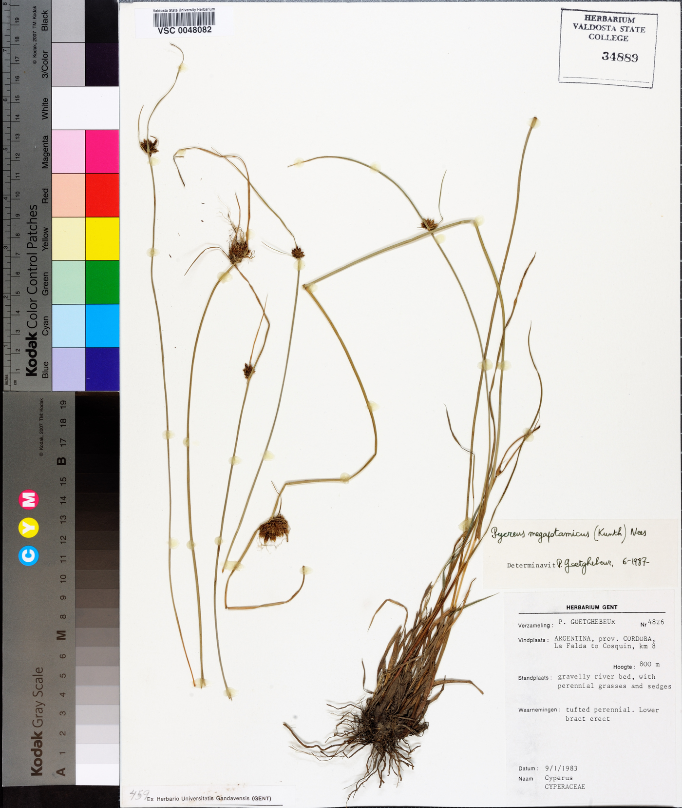 Cyperus megapotamicus image