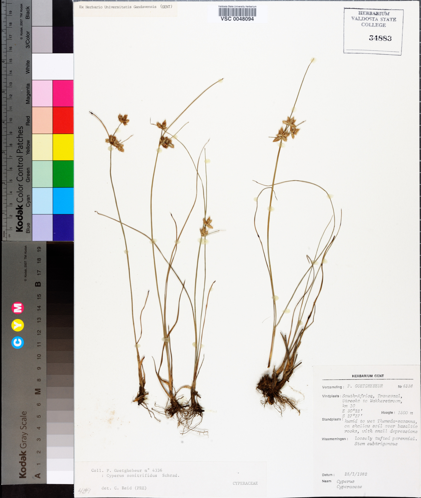 Cyperus semitrifidus image