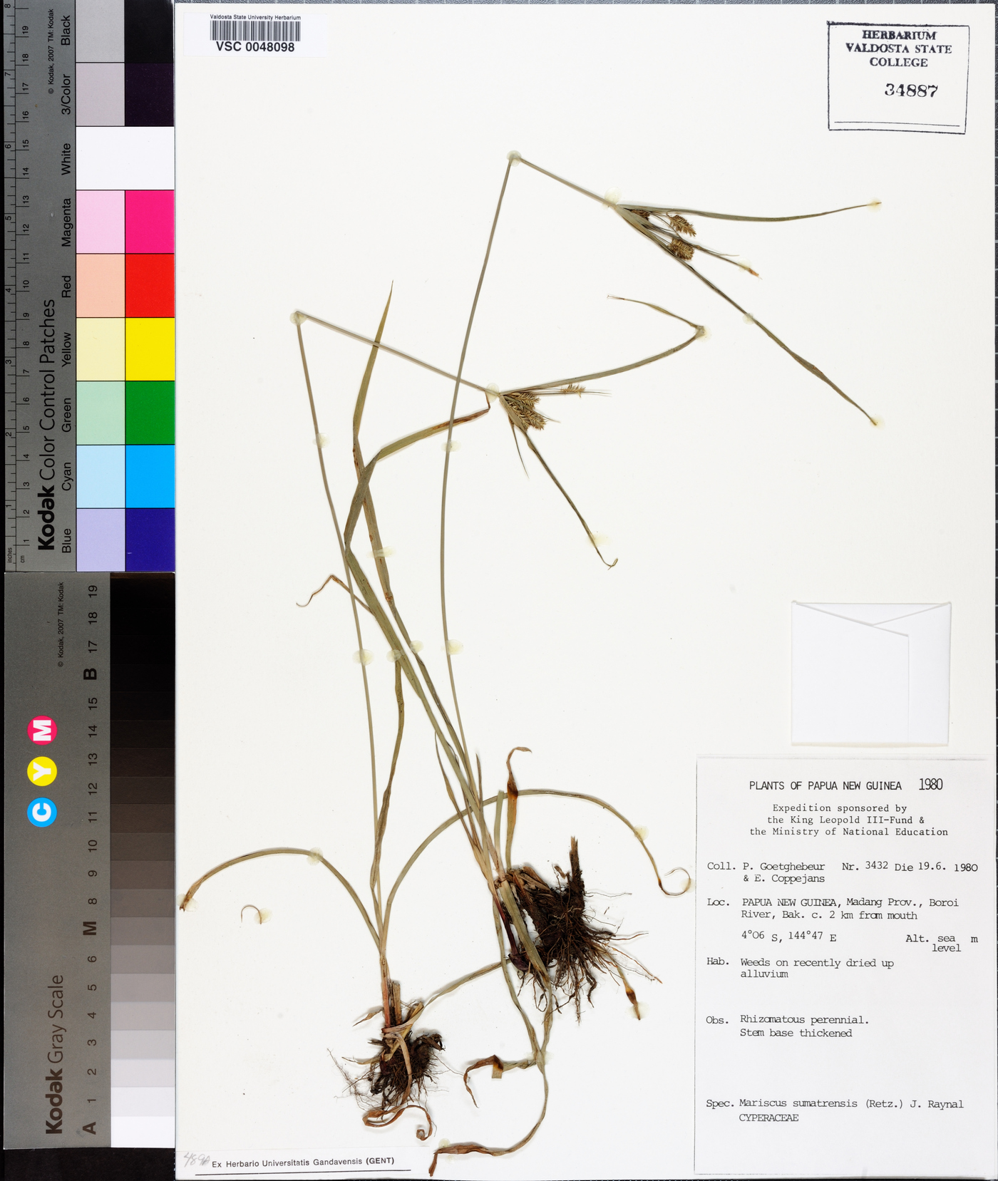 Mariscus sumatrensis image