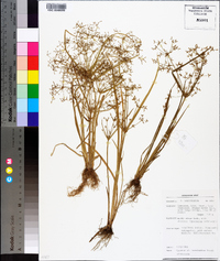 Cyperus tenuispica image