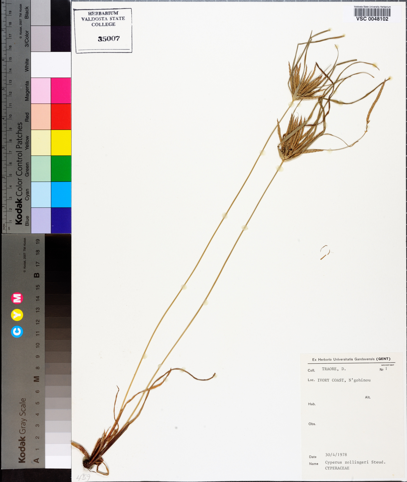 Cyperus zollingeri image