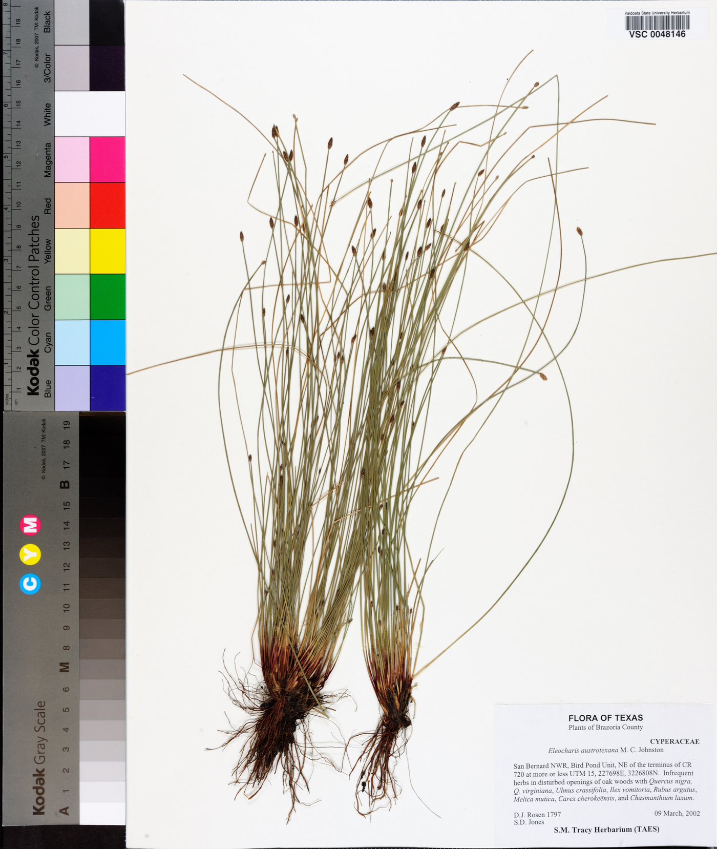 Eleocharis austrotexana image