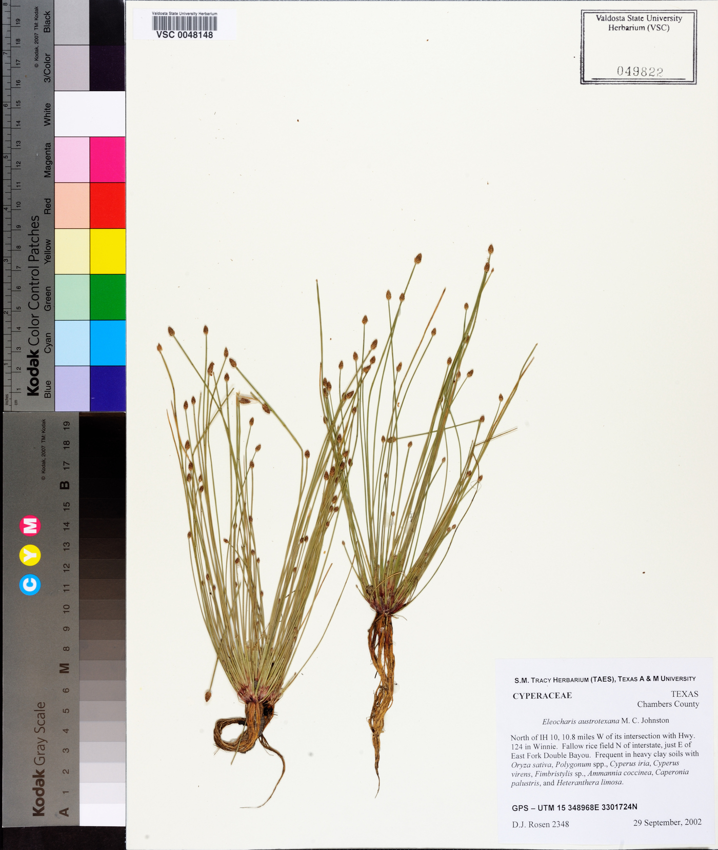 Eleocharis austrotexana image