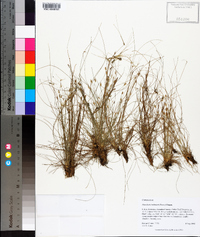 Eleocharis baldwinii image