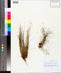 Eleocharis baldwinii image