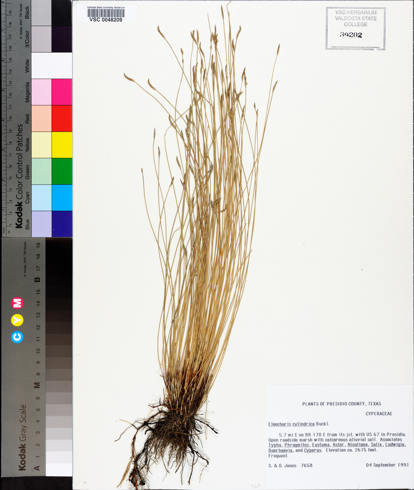 Eleocharis cylindrica image