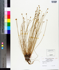 Eleocharis engelmannii image