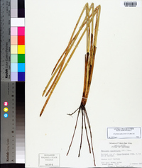 Eleocharis equisetoides image