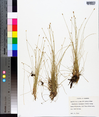 Eleocharis flavescens image