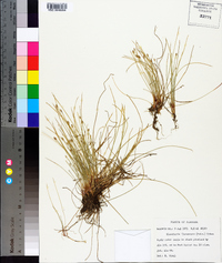 Eleocharis flavescens image