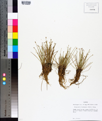 Eleocharis flavescens image